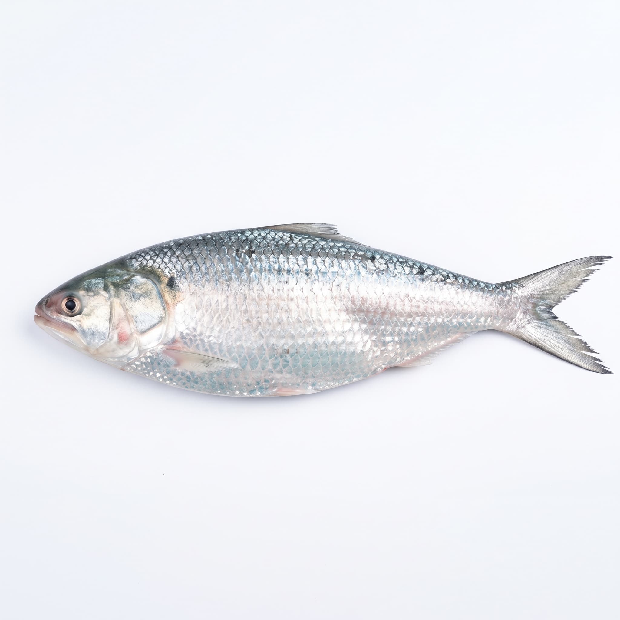 Ilish Mach — Hilsa (700–900 g whole)